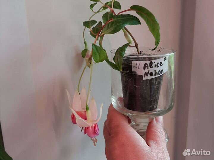 Kasteel van love, Alice Nahon и др