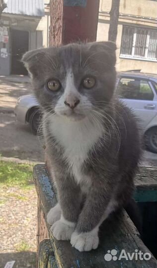 Шотландская