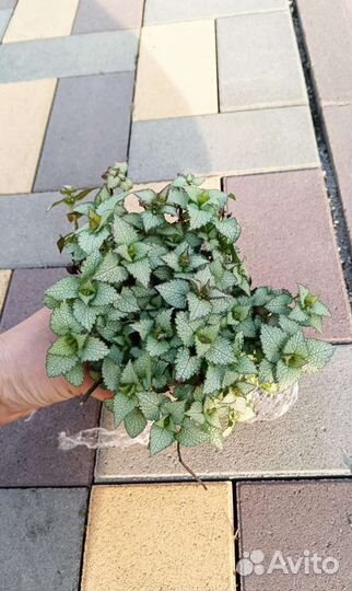 Яснотка почвопокровная многолетняя