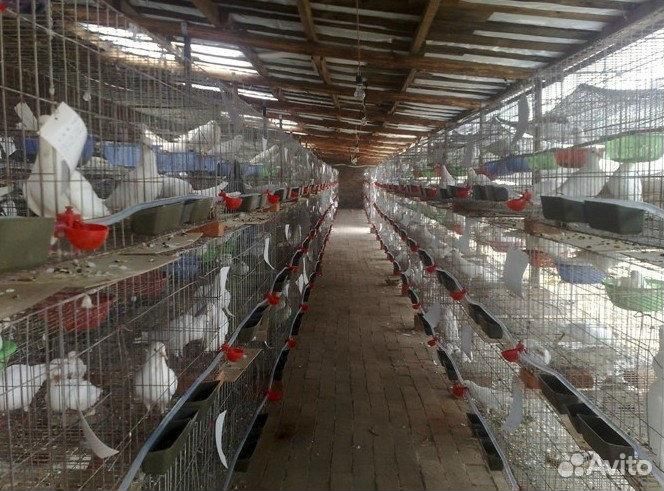 Чашечная поилка для кур, бройлеров, перепелов