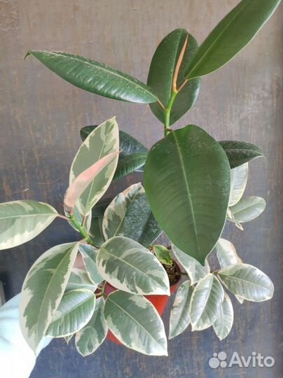 Фикус эластика Тинеке