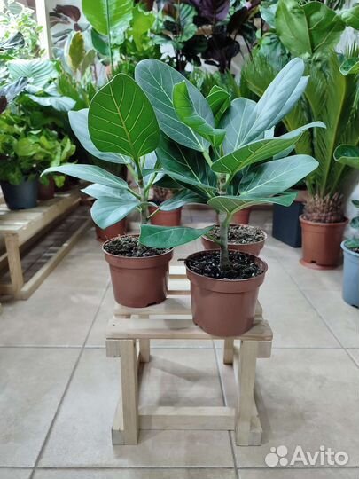 Фикус бенгальский Одри