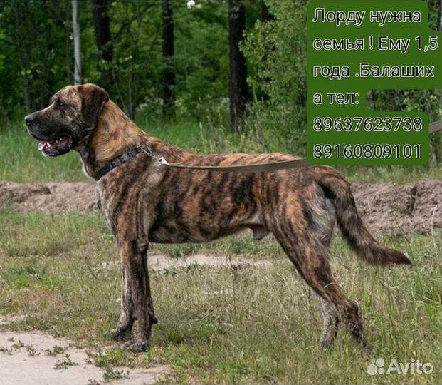 Собака в добрые руки