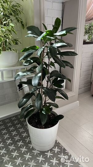 Фикус бокальчатоприлистниковый