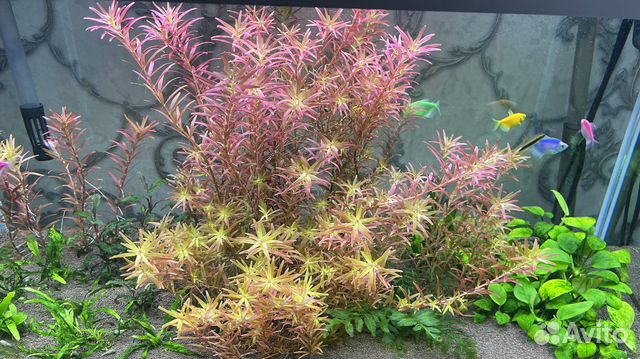 Аквариумные растения