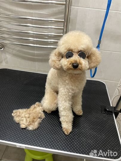 По уходу за животными