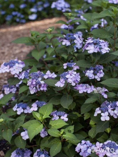 Гортензия элитные ремонтантные сорта