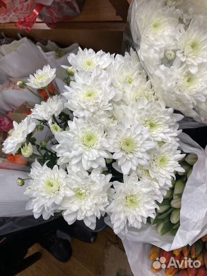 Хризантема