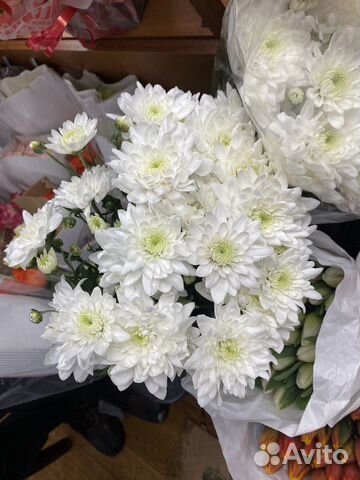 Хризантема