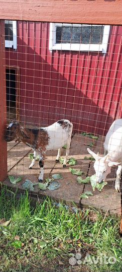 Продам породистых козлят(мальчик девочка)