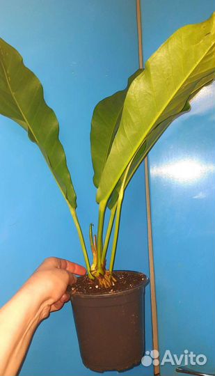 Антуриум Хукери