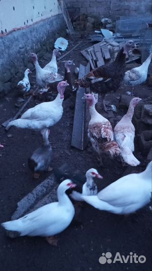 Индоутки домашние,петухи домашние,для разведения