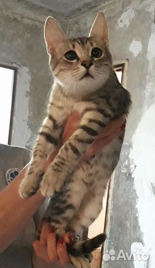 Озорной котёнок