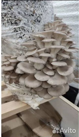 Мицелий вешенки