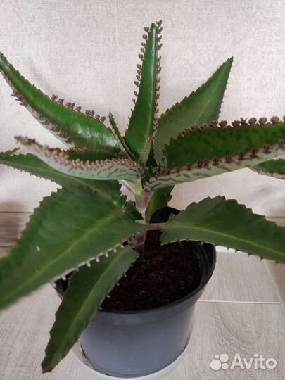 Каланхоэ лечебное