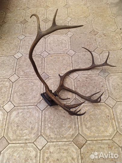 Рога оленя