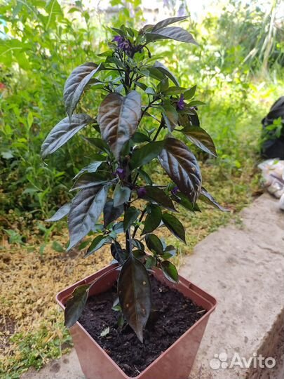 Перчик комнатный