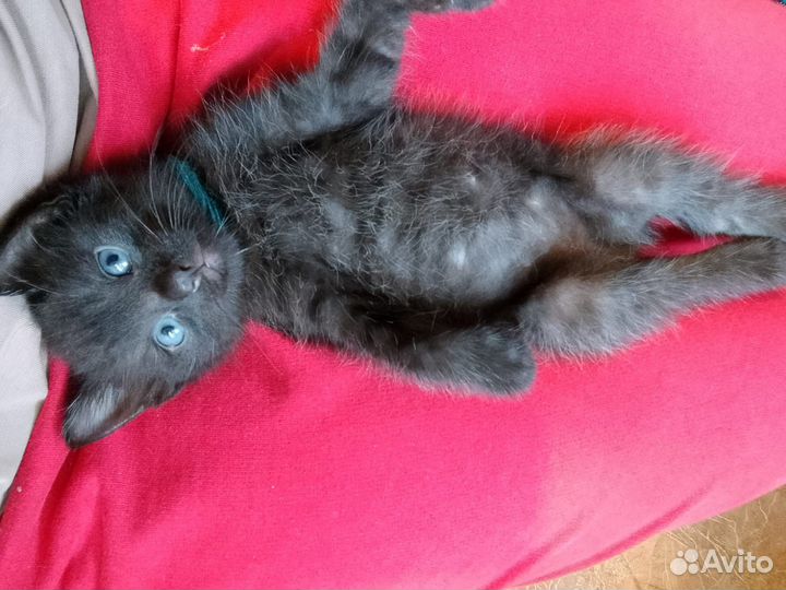 Котенок мальчик в добрые руки