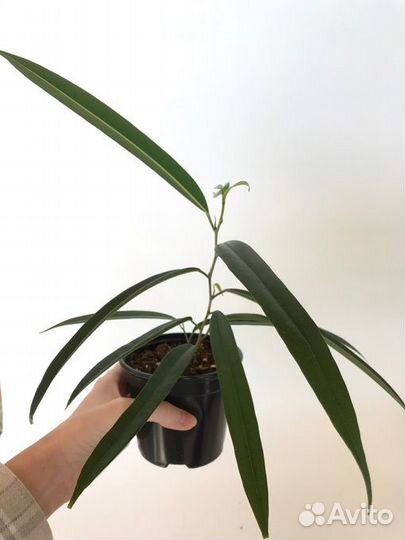 Фикусы разных сортов. комнатные цветы