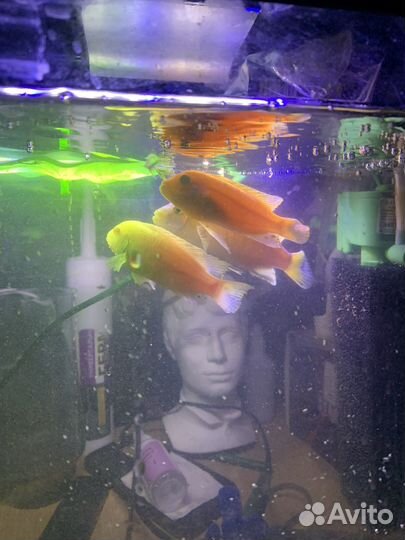 Аквариумные рыбки цихлиды в добрые руки