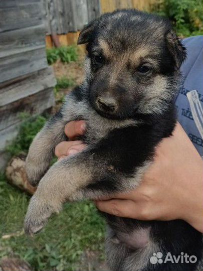 Восточно европейская овчарка щенки