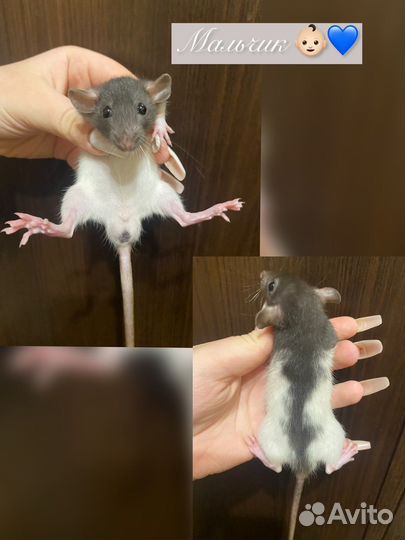 Крыса дамбо хаски