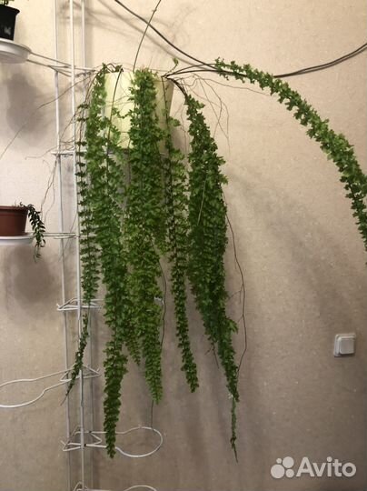 Папоротник кудрявый