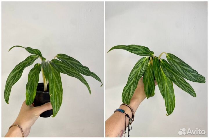 Аглаонемы зеленые