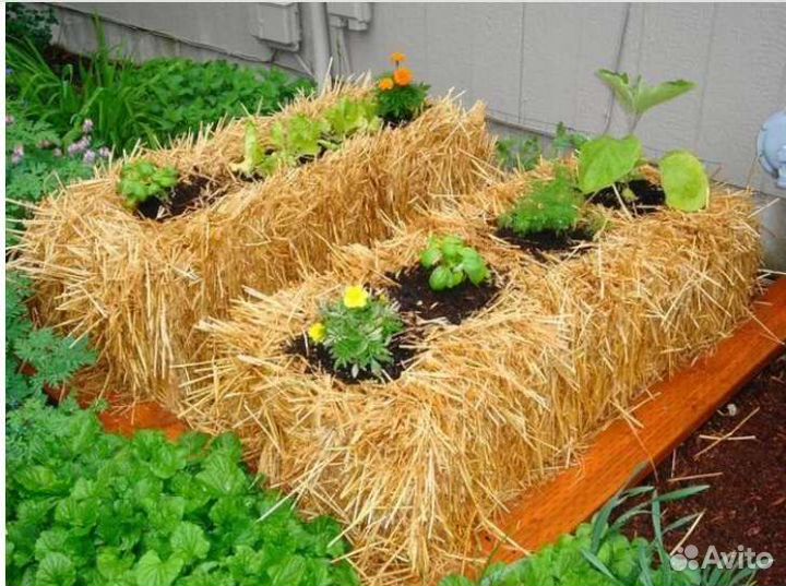 Солома для мульчирования в тюках