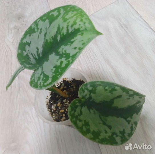 Сциндапсус Экзотика