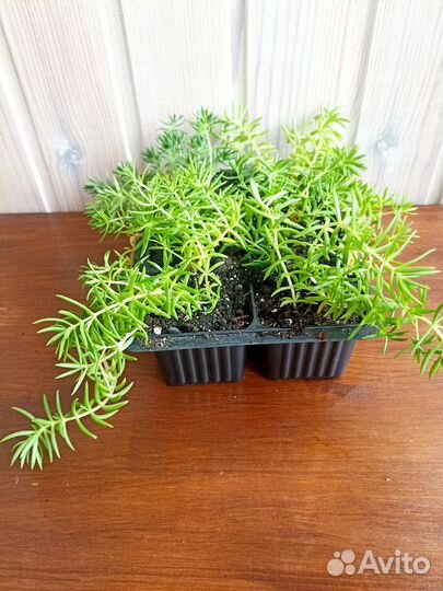 Растения для кашпо-головы