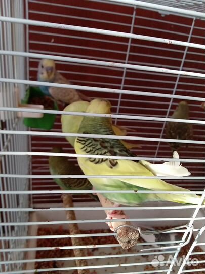 Молодые волнистые попугаи