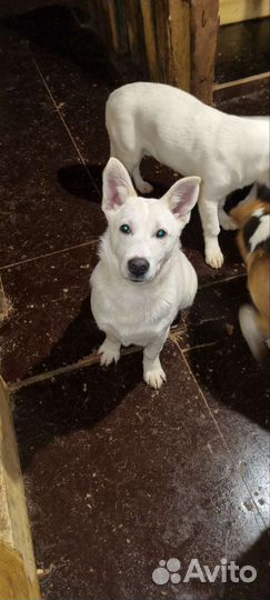 Собаки бесплатно в добрые руки щенки