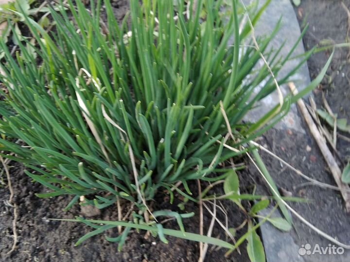 Лук многолетний