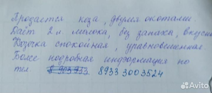 Коза дойная