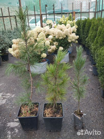 Кедр привитый, 3-6 лет