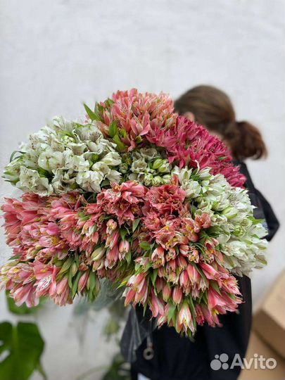 Альстромерия