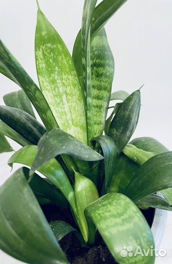 Хлорофитумы;Сансевиерия Ханни,традесканция