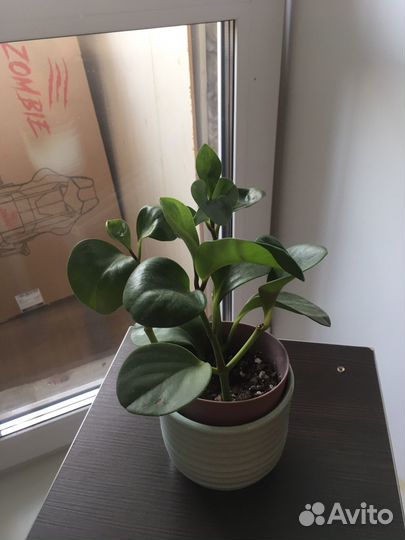 Комнатные растения