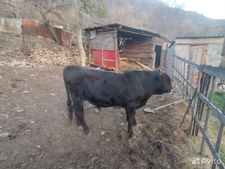 Быки, корова