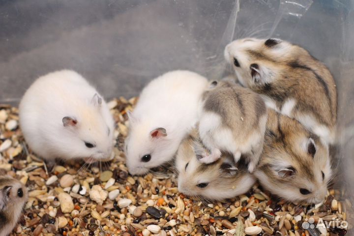 Джунгарские хомяки любовь с первого взгляда