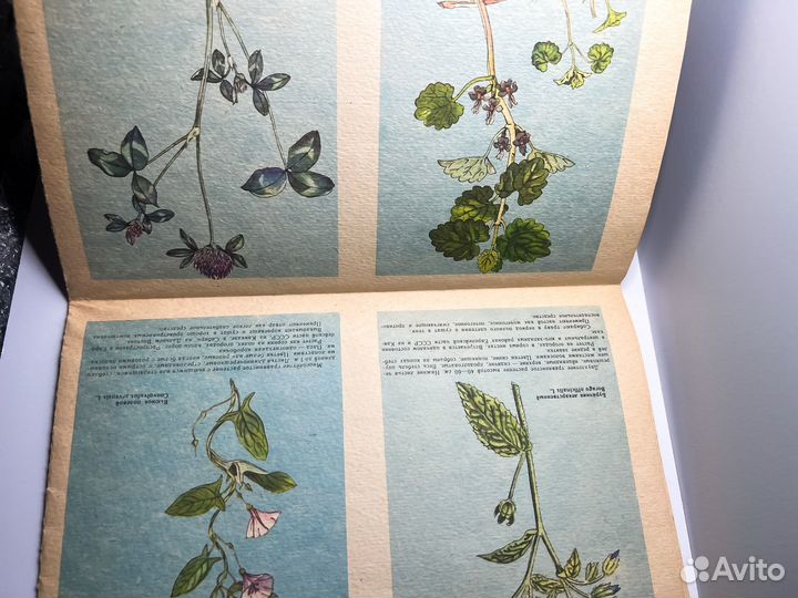 Лекарственные растения открытки