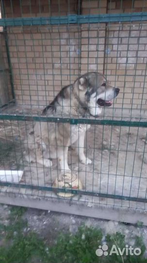 Собака алабай в добрые руки