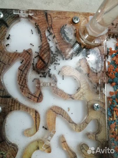 Муравьиная ферма с муравьями