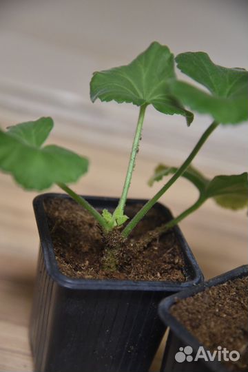 Герань пеларгония