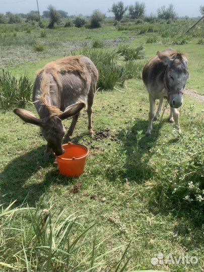 Осел,Ослы,Ослихи