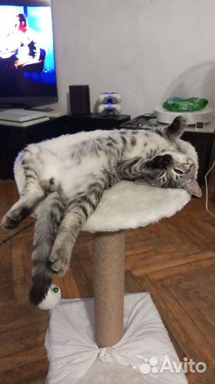 Няня для вашей собачки / котоНяня