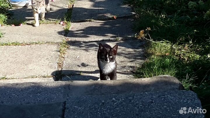 Котенок в добрые руки бесплатно