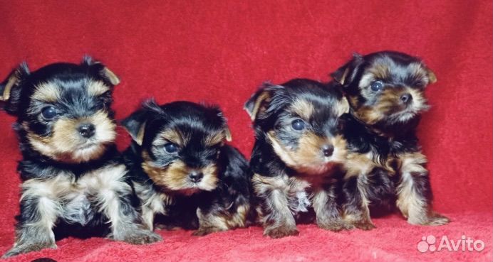 Щенки шпица мини Микро