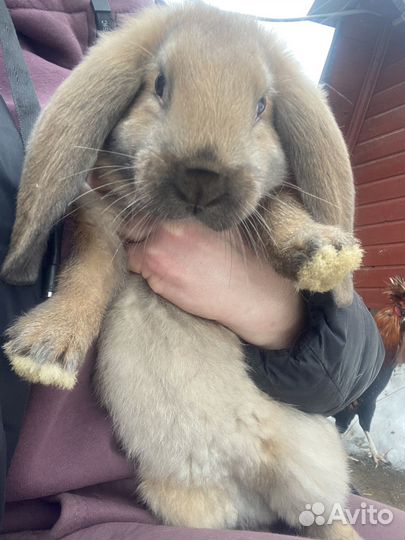 Кролики Французский баран